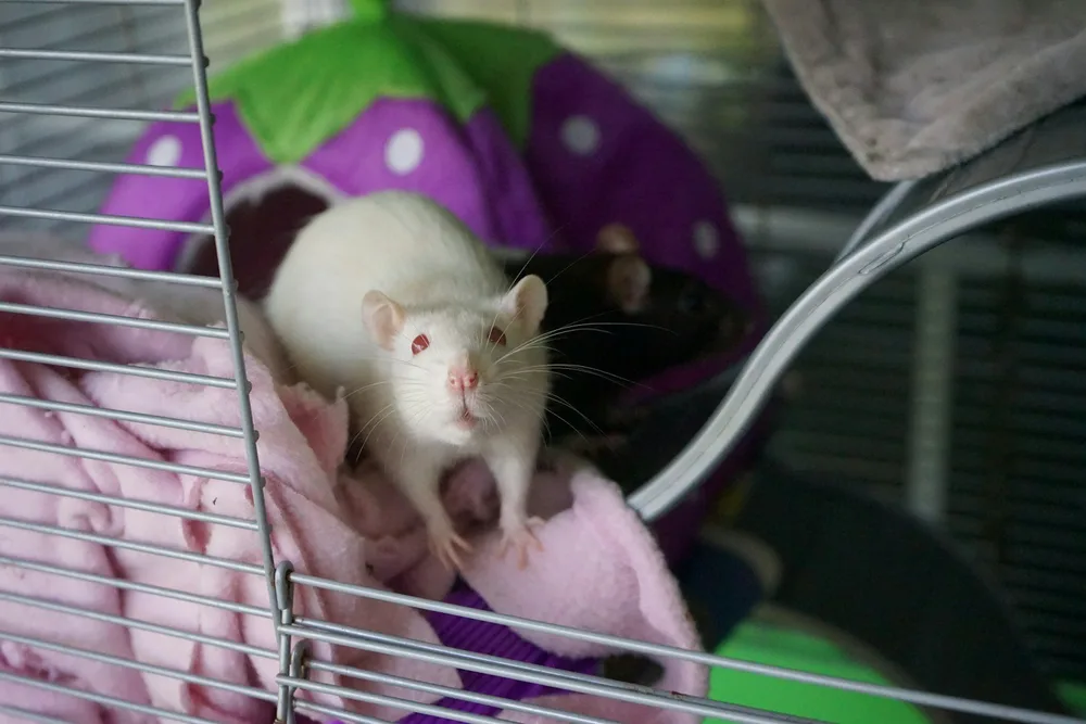 Dry Ice for Rat Extermination: A Modern, Effective Solution