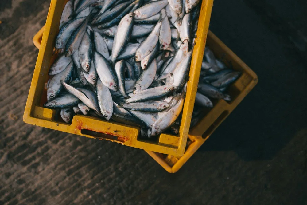 How to Ship Fish (Frozen or Fresh) the Right Way